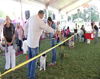 CACIB kutyaki�ll�t�s