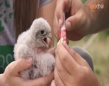 Adj otthont egy v�rcsecsal�dnak