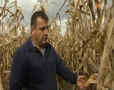 Katasztrofális az idei kukoricatermés Vas megyében - mondják a gazdák Katasztrofális az idei kukoricatermés Vas megyében - mondják a gazdák