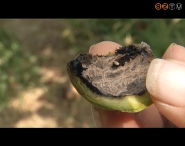 Magyarországon egyelőre még csak Vas megyében okoz károkat a dióburok-fúrólégy Magyarországon egyelőre még csak Vas megyében okoz károkat a dióburok-fúrólégy