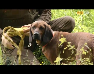 Vad�szkuty�k �s gazd�ik r�sz�re tartottak a J�k k�rny�ki erd�ben kik�pz�st