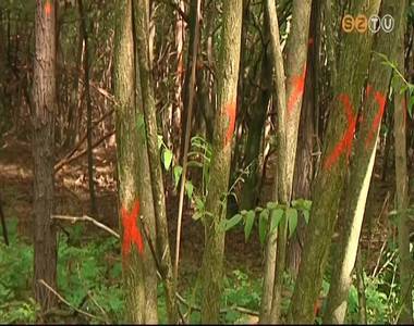 Harc a bálványfa ellen Harc a bálványfa ellen