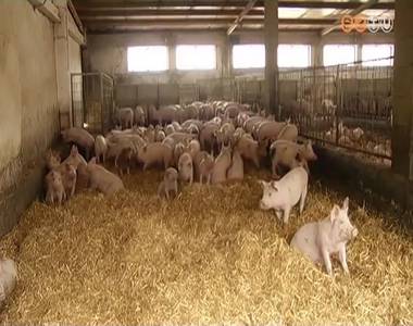 M�r Magyarorsz�gon is megjelent az afrikai sert�spestis