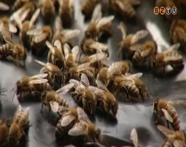 Volt m�r az idein�l jobb �v�k is a m�h�szeknek