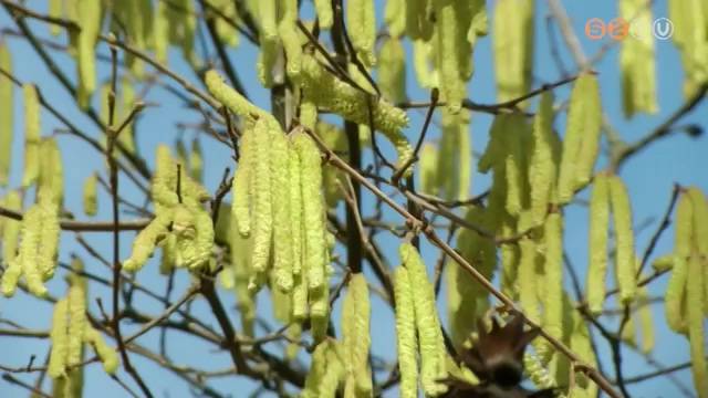Virágzik a mogyoró Szombathely környékén Virágzik a mogyoró Szombathely környékén