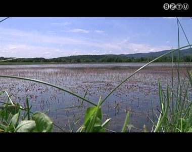 Tavasszal jelent meg a h�n�r a luk�csh�zi Ab�rt-tavon