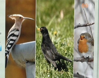 A búbosbanka,a feketerigó vagy a vörösbegy lehet idén az Év madara A búbosbanka,a feketerigó vagy a vörösbegy lehet idén az Év madara