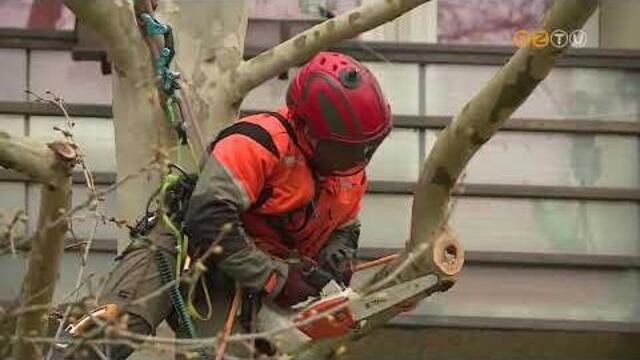 Alpin technik�val v�geznek �pol� metsz�st a szakemberek a Rohonci utca 21-27. el�tti plat�nf�kon