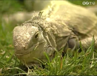 Egyre t�bben tartanak otthon z�ld legu�nt