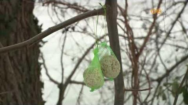 Mad�rbar�tok eles�ggel aggatt�k tele a bokrokat a Cs�nak�z�-t� sziget�n