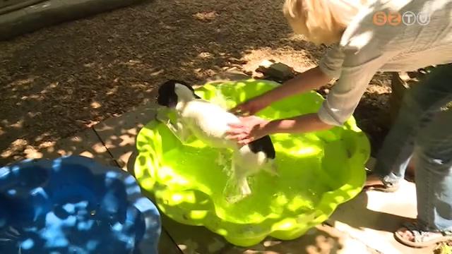 Kutya meleg Kutya meleg