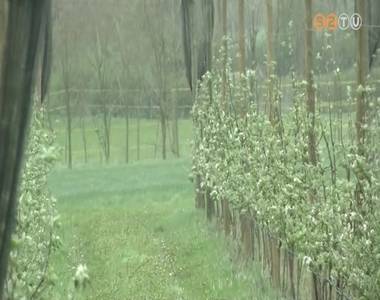 F�ltik a gy�m�lcs�t a gazd�k a napokig tart� hidegt�l �s az er�s sz�lt�l