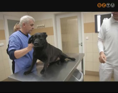 J�v�re m�r minden n�gyh�naposn�l id�sebb kutya csak chippel ell�tva tarthat�