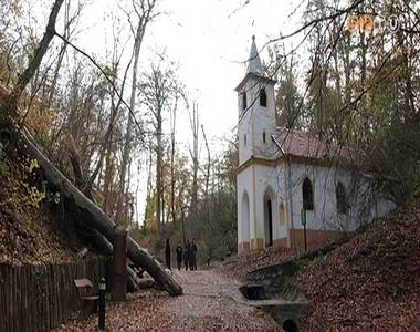 R�d�lt egy �ri�si b�kkfa a szentk�ti kegyhegy k�poln�j�ra