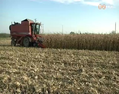 Jav�ban tart a kukorica betakar�t�sa