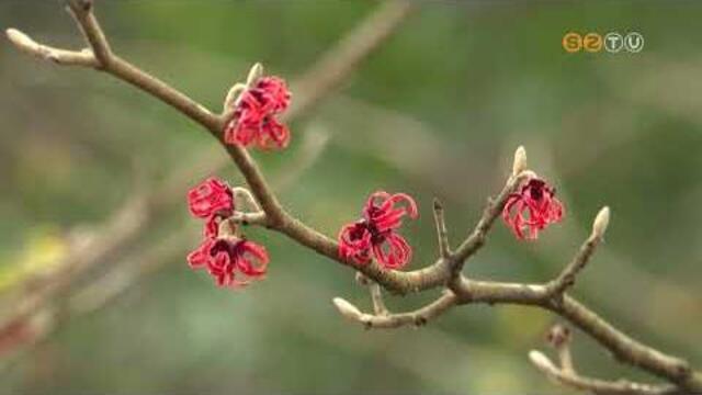 Nem a megszokott arcát mutatja február közepén a Kámoni Arborétum Nem a megszokott arcát mutatja február közepén a Kámoni Arborétum