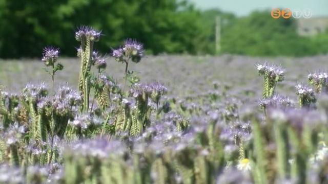 Kevesebb lehet a méz a boltokban, és ahhoz is drágábban juthatunk hozzá. Kevesebb lehet a méz a boltokban, és ahhoz is drágábban juthatunk hozzá.