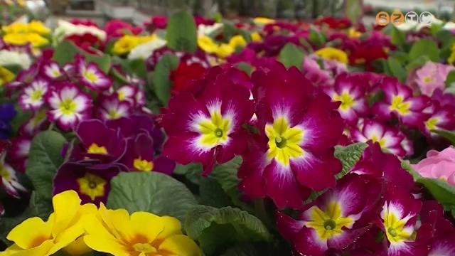 Nőnapi virágok - a készlet egy része a könnyítések ellenére is a kereskedőkön maradt Nőnapi virágok - a készlet egy része a könnyítések ellenére is a kereskedőkön maradt