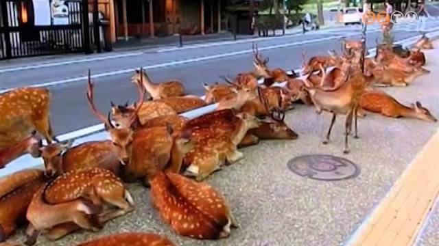 Április 22. a Föld napja, amely a környezet- és klímavédelemre hívja fel a figyelmet 1970 óta Április 22. a Föld napja, amely a környezet- és klímavédelemre hívja fel a figyelmet 1970 óta