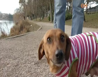 Rengeteg volt a szökött kutya szilveszterkor Rengeteg volt a szökött kutya szilveszterkor