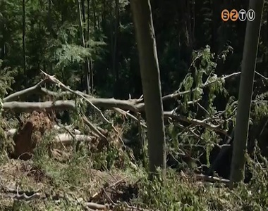 Hatalmas károkat okozott a múlt heti szélvihar a Kőszegi hegység erdeiben Hatalmas károkat okozott a múlt heti szélvihar a Kőszegi hegység erdeiben