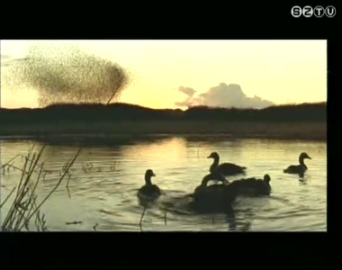 A madarak t�j�koz�d�sa