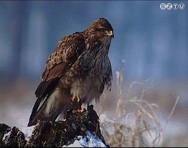 Az eger�sz�lyvre szavaztak