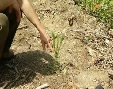 Hatalmas k�rokat okoz az asz�ly az erd�fel�j�t�sokban