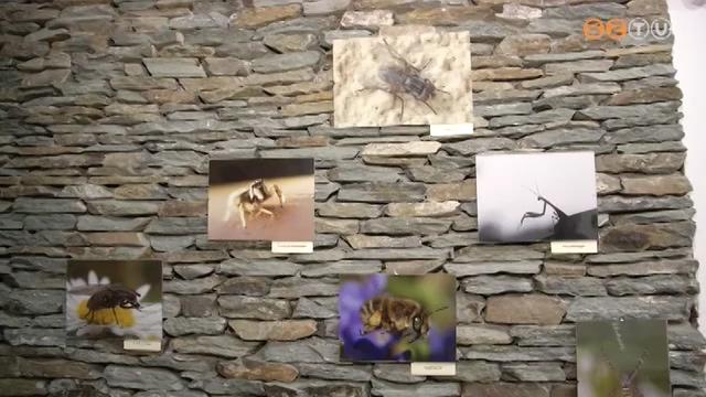 Nagy Paula amatőrfotós természeti képeiből a Herényiek Házában nyílt kiállítás Nagy Paula amatőrfotós természeti képeiből a Herényiek Házában nyílt kiállítás