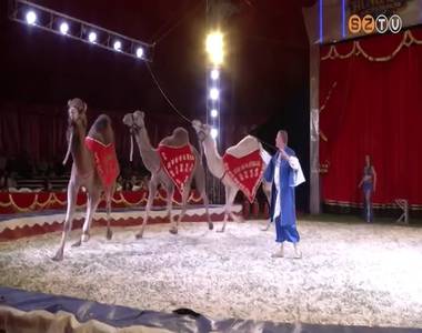 Vasárnap estig marad Szombathelyen az ország egyik legnagyobb utazó cirkusza