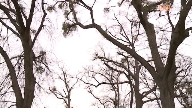 A herényi hársfák is versenyben vannak az Év Fája címért, július elsejétől lehet szavazni A herényi hársfák is versenyben vannak az Év Fája címért, július elsejétől lehet szavazni