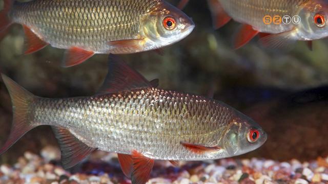 A bodorka lett az év hala A bodorka lett az év hala
