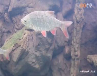 A v�r�ssz�rny� keszeg kapta az �v hala c�met 2019-ben