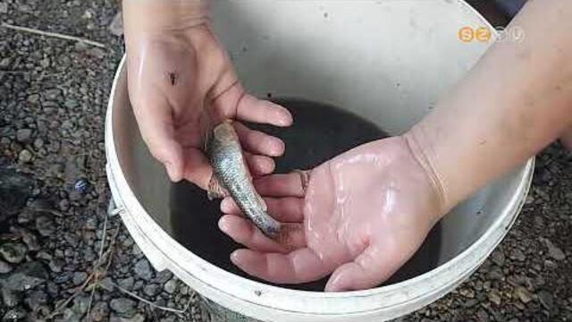 Mentik a halakat a kisz�rad� v�zfoly�sokb�l Vas megy�ben