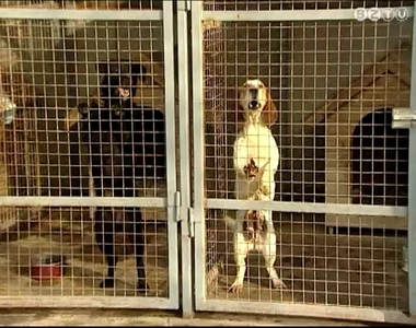 Civil kézbe kerülhet a gyepmesteri telep Civil kézbe kerülhet a gyepmesteri telep