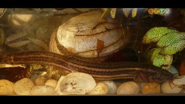 A réticsík lett az év hala A réticsík lett az év hala