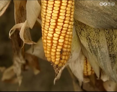 Több helyen is tart még a kukorica betakarítása