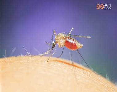 Felm�rik a tigrissz�nyog popul�ci�t Magyarorsz�gon