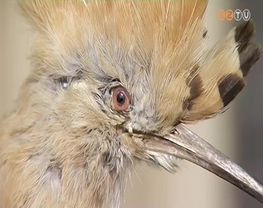 Megv�lasztott�k az �v �l�l�nyeit