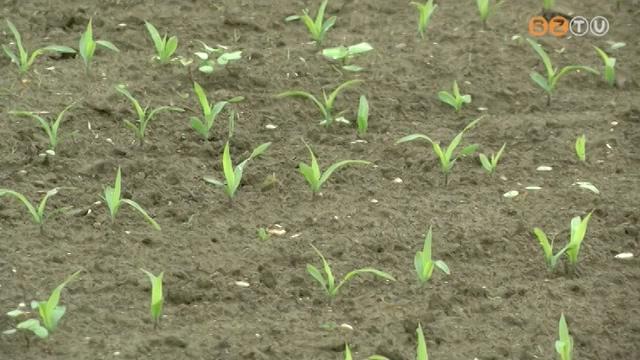 Jól állnak a tavaszi munkákkal a vasi gazdák Jól állnak a tavaszi munkákkal a vasi gazdák