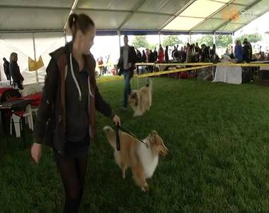 16. CACIB Nemzetk�zi Kutyaki�ll�t�s