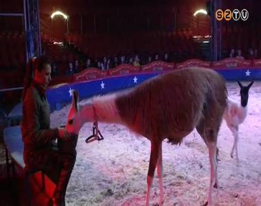 �llatbar�t cirkusz