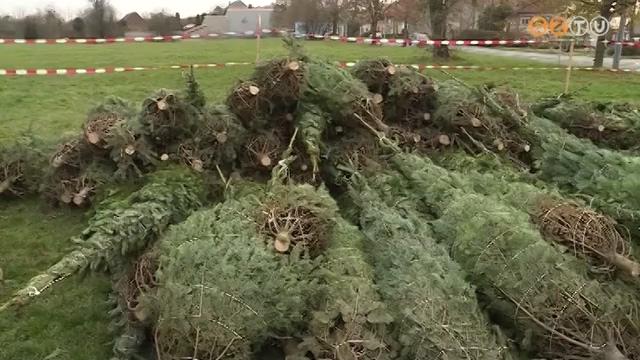 Bár több hét van karácsonyig, mégis megkezdődött már a fenyővásár Bár több hét van karácsonyig, mégis megkezdődött már a fenyővásár