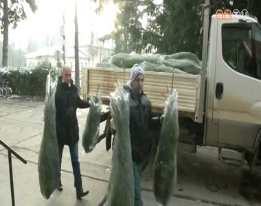 Kar�csonyf�k a r�szorul�knak