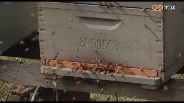 Vigyázzunk a méhekre! Vigyázzunk a méhekre!