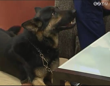 Vasi siker sz�letett a Rend�rs�g Kutyavezet�inek 2012. �vi Orsz�gos Verseny�n Dunakeszin