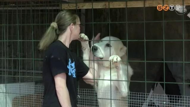 Cicadömping és adományakció az állatmenhelyen Cicadömping és adományakció az állatmenhelyen