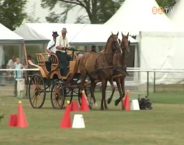 XIII. Búcsúi Fogathajtó Verseny XIII. Búcsúi Fogathajtó Verseny