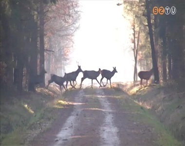 Csökkenő vadállomány Csökkenő vadállomány
