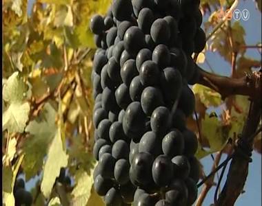 A M�rton-nap a n�phagyom�nyban az �jbor �nnepe